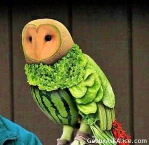 Owl made from melons
