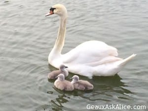 Hubby and I r proud Grandparents of 3 Beautiful Swan Babies!