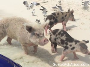 New cove this evening. Sometimes known as Pig Island. 