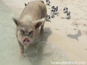 New cove this evening. Sometimes known as Pig Island.