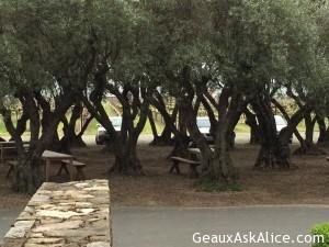 Had a first time adventure today-Olive Oil Tasting at Round Pond! 1