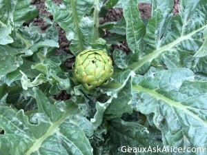 Had a first time adventure today-Olive Oil Tasting at Round Pond! 6