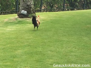 Story about the island Kauai roosters and chickens.