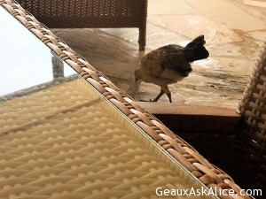 Story about the island Kauai roosters and chickens.2