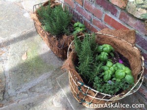 Herbs are plentiful because of mild winter! Use those golf ball carriers used at golf ranges and clubs. They r thrown out but lined with mulch make great herb gardens!
