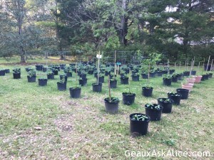 I can see my Daddy wagging his finger at me from Heaven. Saying never plant your veggie garden until after Good Friday! But I can still see his big smile!