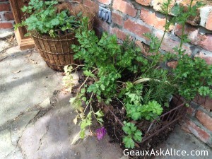 17352337_1156330371159775_7853854118220219433_n