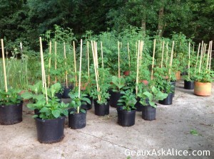 17352531_1156329067826572_2609772804670071388_n