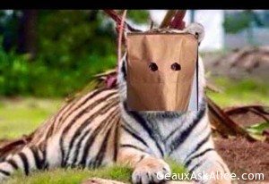 Feel bad for the New LSU Baby Tiger!