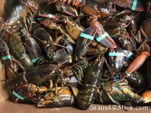 Lobsters getting ready for their hot bath