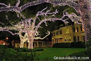 Lighted trees in New Orleans