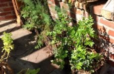 potted Herbs growing outside