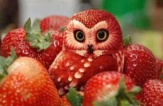 Owl Made Out Of Strawberries