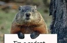 Ground hog