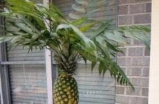 Pineapple trees