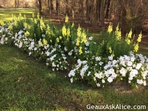 Beautiful morning for my walk! Have a great day!2