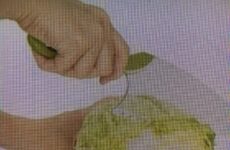 Today' Gadget from E's Kitchen in Lafayette, LA is the Lettuce Knife!