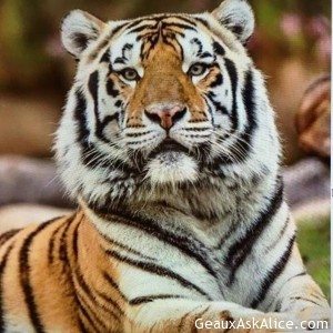 A GREAT TRIBUTE TO MIKE THE TIGER!