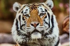 A GREAT TRIBUTE TO MIKE THE TIGER!