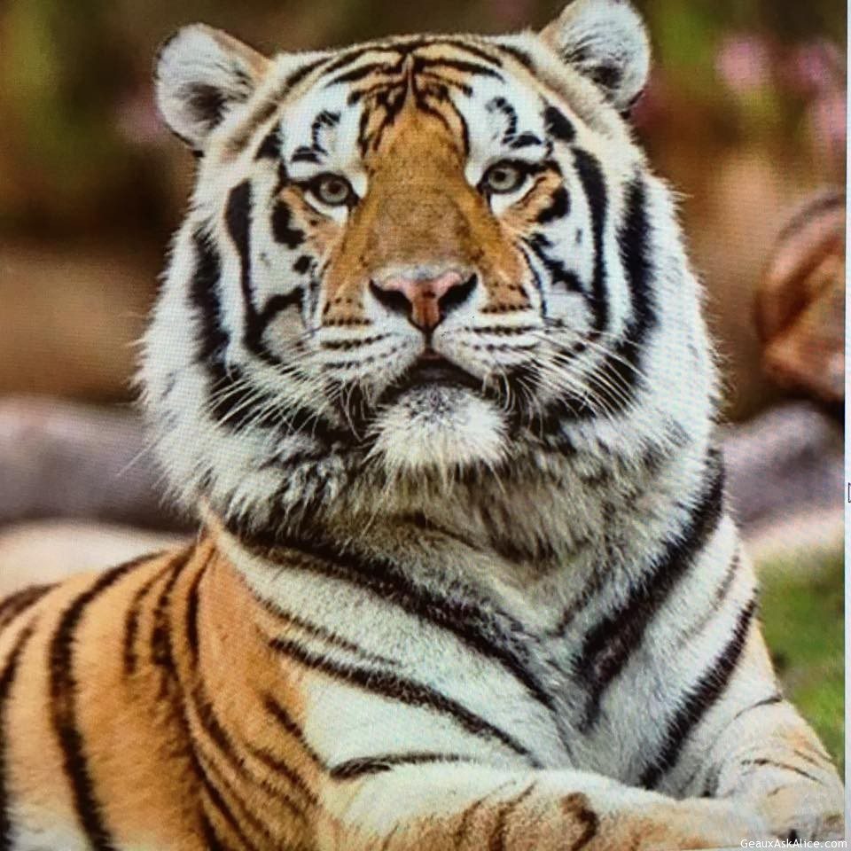 A GREAT TRIBUTE TO MIKE THE TIGER!