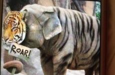 Look we have a new Mike the Tiger!