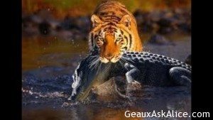 Should send in the Force to help evacuate instead of trying to play football!