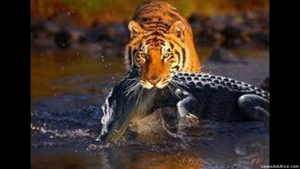 Should send in the Force to help evacuate instead of trying to play football!