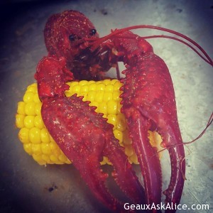 16865044_1136965603096252_1162998071736109379_n