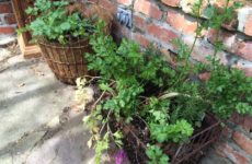 Herbs are plentiful because of mild winter! Use those golf ball carriers used at golf ranges and clubs. They r thrown out but lined with mulch make great herb gardens!