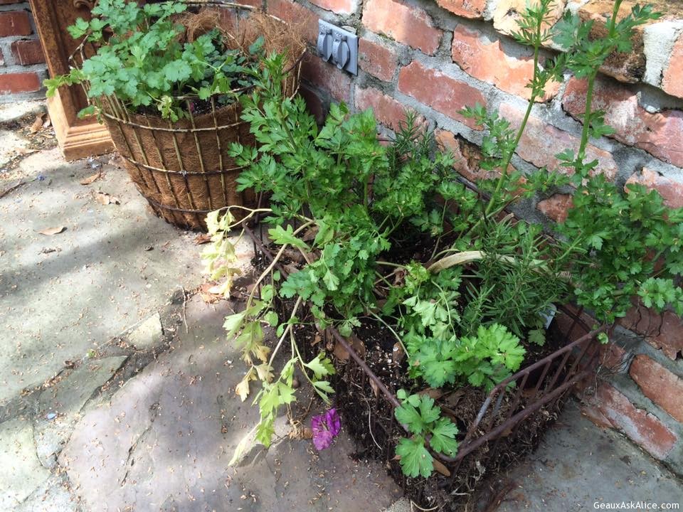 Herbs are plentiful because of mild winter! Use those golf ball carriers used at golf ranges and clubs. They r thrown out but lined with mulch make great herb gardens!