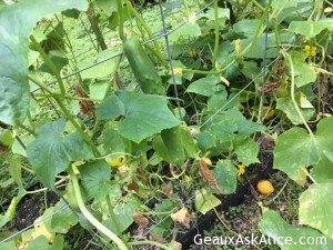 A Fellow Foodie wanted to know how my garden was progressing! 1