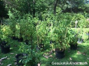 A Fellow Foodie wanted to know how my garden was progressing! 2