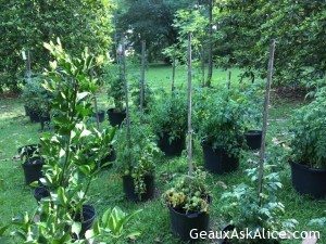 A Fellow Foodie wanted to know how my garden was progressing! 3