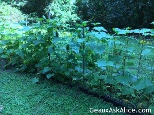 A Fellow Foodie wanted to know how my garden was progressing!