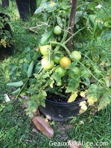 A Fellow Foodie wanted to know how my garden was progressing! 4