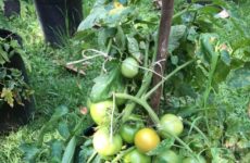 A Fellow Foodie wanted to know how my garden was progressing!