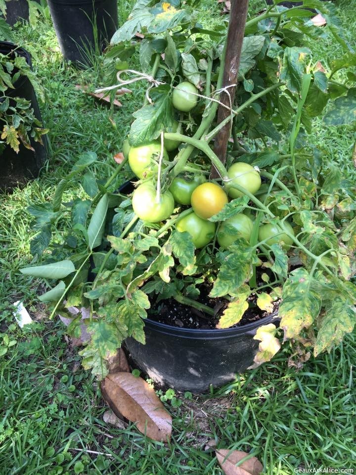 A Fellow Foodie wanted to know how my garden was progressing!