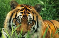 Need to put a smile on Ole Mike the Tiger!