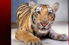 Meet Harvey the future Mike VII!