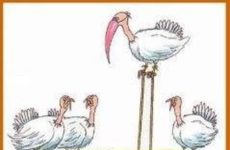 Thanksgiving Humor!