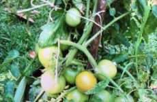 My Veggie bucket garden coming along nicely!