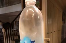 Smart Water Vs. Girls’Scout Chocolate Thin Mint Cookies