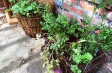 Herbs loving the cool weather I think!