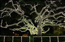 New Orleans Tree at Christmas