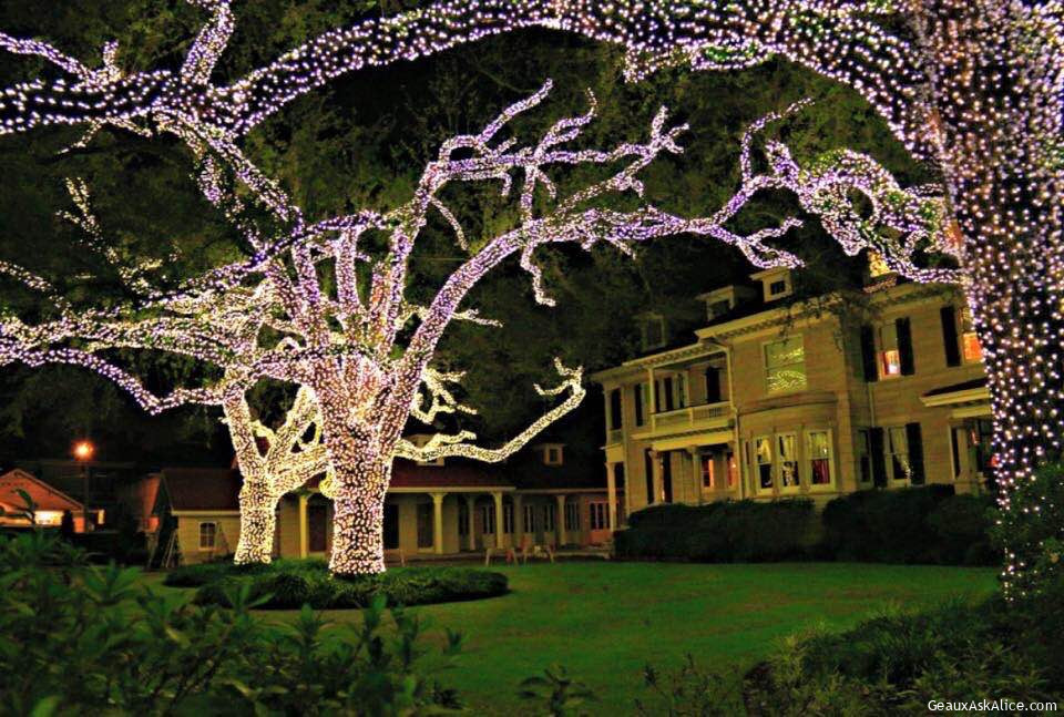 Lighted trees in New Orleans