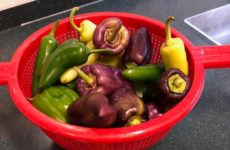 My garden starting to produce! Yummy time !