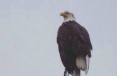 Happy Flag Day! Fly it proudly!