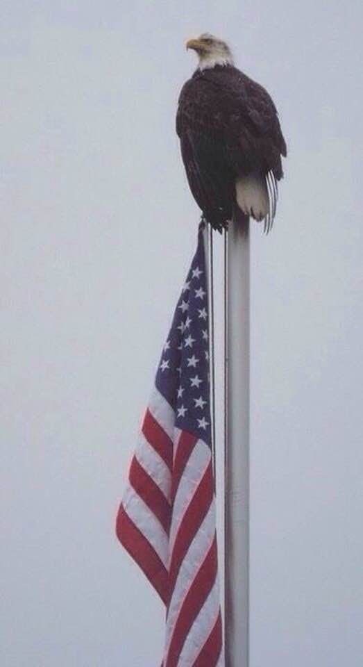 Happy Flag Day! Fly it proudly!