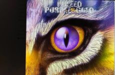 Bleed Purple and Gold