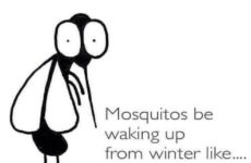 Mosquitoes be like